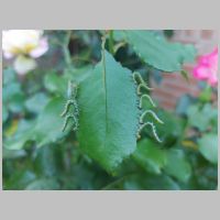 2023 1st Felicity Jenkins - Rose sawfly larvae